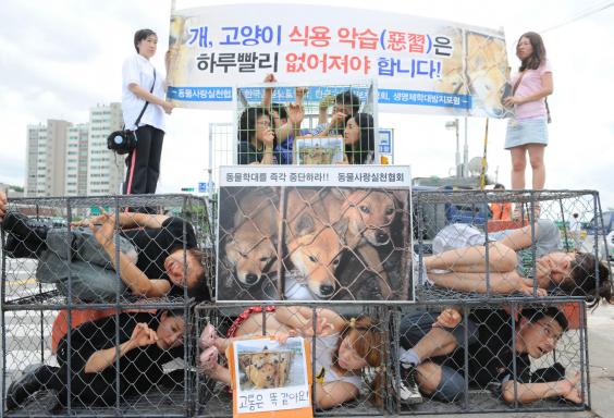 Cierra oficialmente el mercado de carne de perro más grande de Corea del Sur