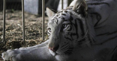 EE.UU.: California se convertirá en el tercer estado en prohibir los circos con animales