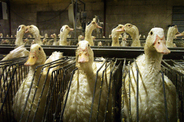 Nueva York se convierte en la ciudad más grande del mundo en prohibir "foie gras"