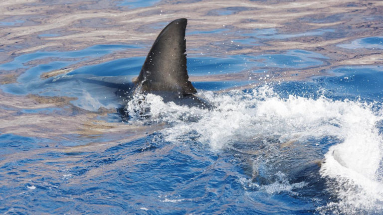 El gobierno aprueba la eliminación a la venta de aletas de tiburón