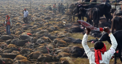 Más de 250 mil animales fueron asesinados en el festival de Nepal