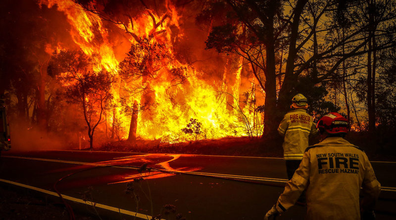 Alrededor de medio billón de animales han muerto por los incendios en Australia