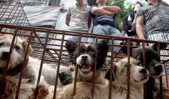 Una ciudad china prohíbe la carne de perro por la rápida expansión del coronavirus