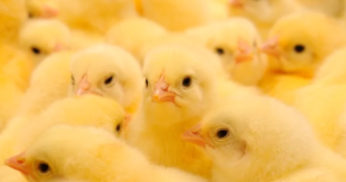 Gobierno prohíbe moler pollitos machos vivos en la industria del huevo