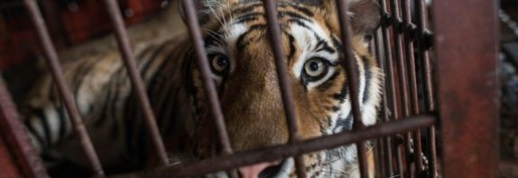 activistas piden cerrar el trafico y consumo de animales