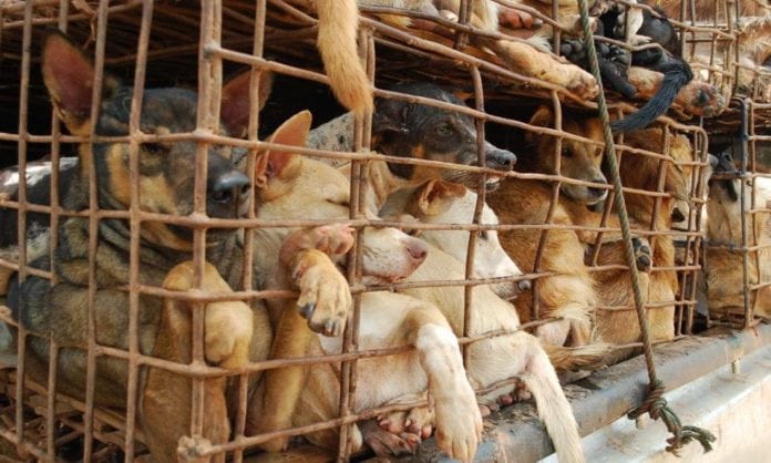Vietnam prohíbe finalmente los mercados de vida silvestre y las importaciones debido al coronavirus 