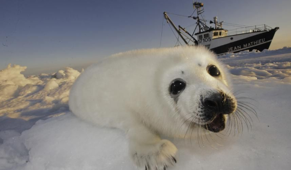 dos paises cazaran focas en medio del coronavirus