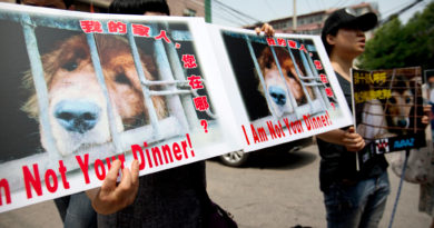 ciudad prohibe carne de perro en china