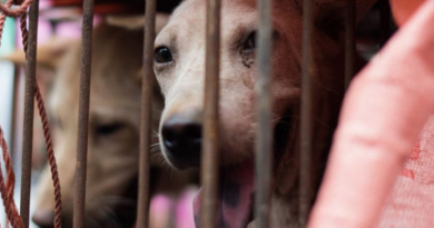 comercio de carne de perro en china llegando a su fin