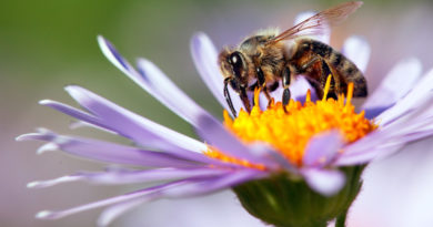 abejas confinamiento