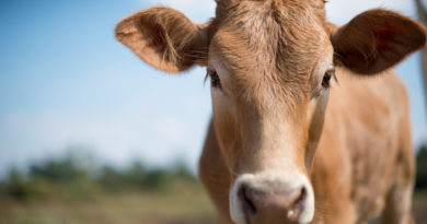 industria de carne de vaca perdera millones
