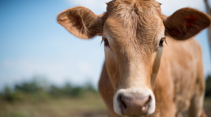 industria de carne de vaca perdera millones