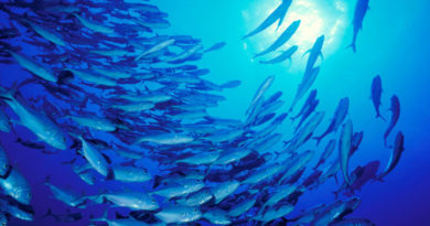 coronavirus golpea la industria pesquera