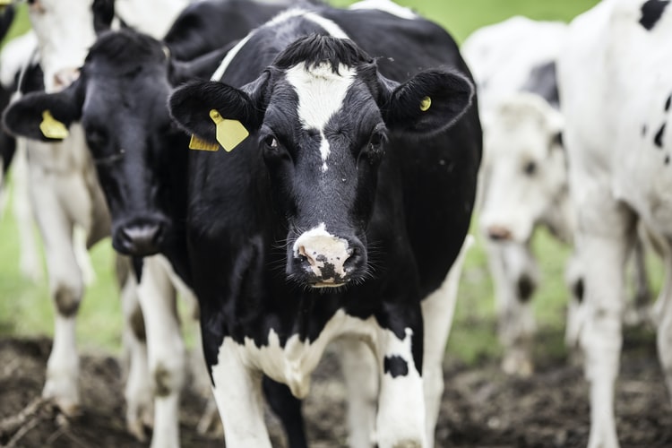 Eliminar la carne y los lácteos podria eliminar 16 años de emisiones de CO2 para 2050, según estudio